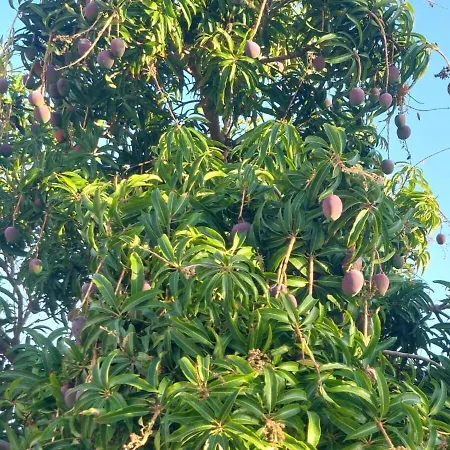 Atico Dio Vista Tipo Duplex Con Terraza Soleada