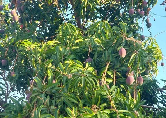 ático Dio Vista Tipo Con Terraza Soleada
